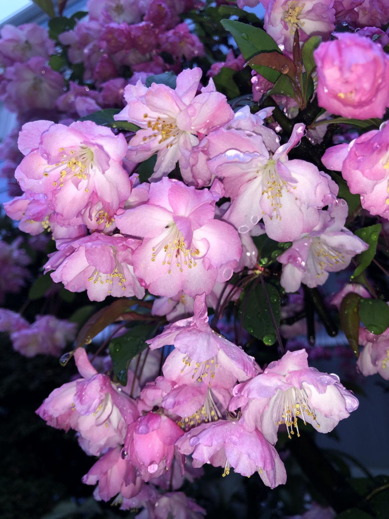 Crabapple blossoms